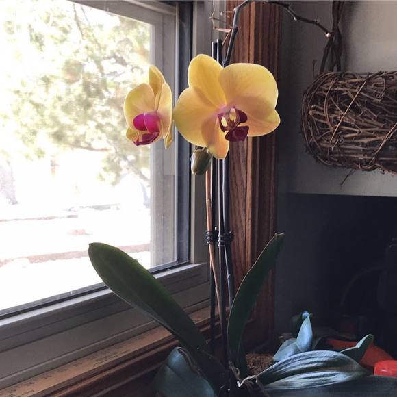 Meet your Posher, Barbara hillman - Picture 1 of 1